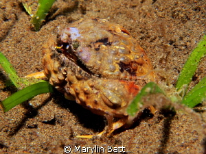 Tiny Box Crab on night dive about 1 1/2 inches across.  I... by Marylin Batt 